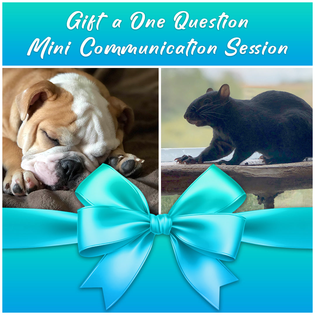 One Question Mini Communication Session Gift Card