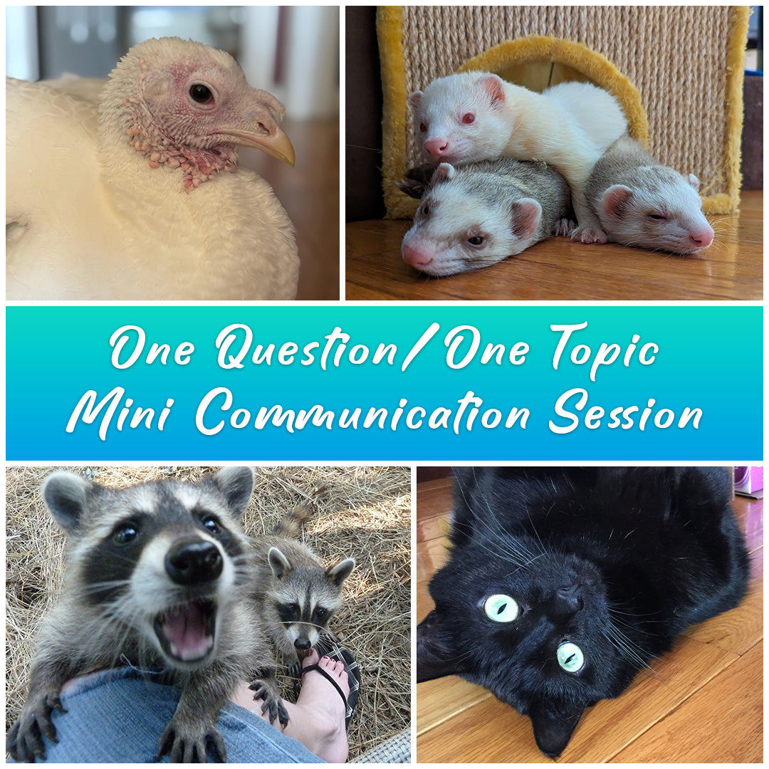 One Question/One Topic Mini Communication Session