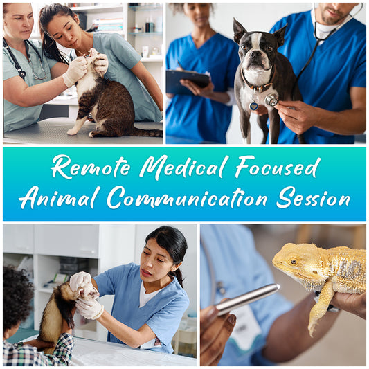 Remote Medical Focused Animal Communication Session