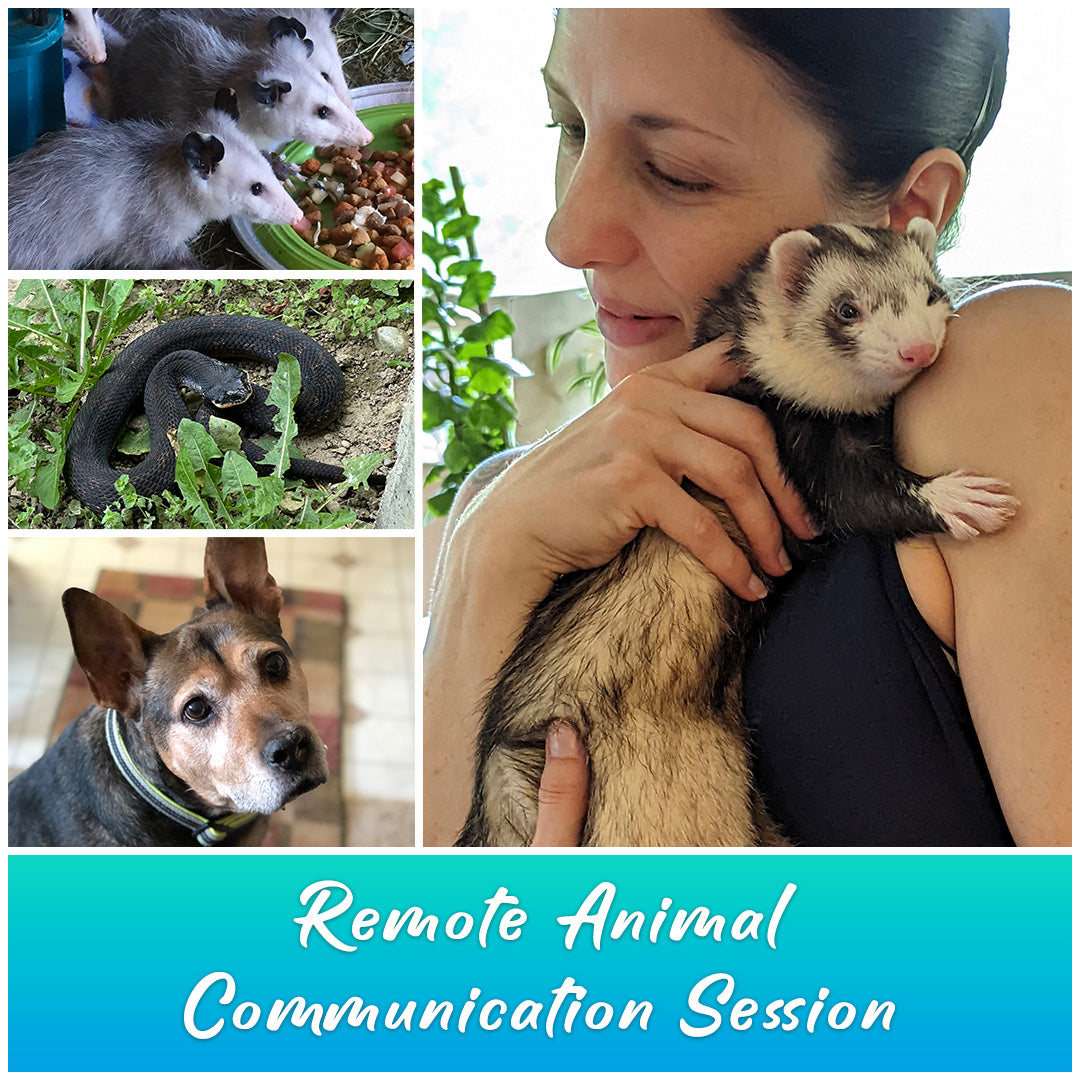 Remote Animal Communication Session